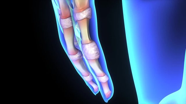 Phalanges