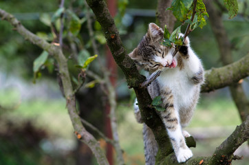 Obraz premium cat climbing to the tree