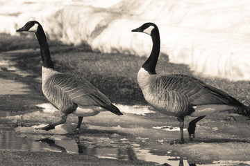Walking among the puddles