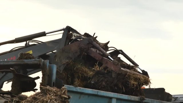&eacute;pandre le fumier (4k video)