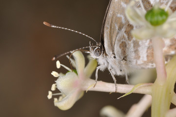 Farfalla - (cacyreus marshalli)