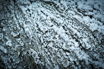 Frostige Strukturen - Eiskristalle auf einem Baumstamm