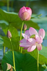 Obraz premium Sacred lotus flower living fossil close up 