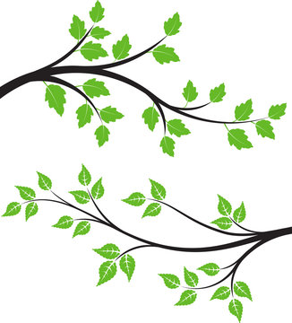 Pair of green floral branches with leaves for your design.