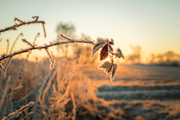 Winterlich - mit Raureif überzogene Blätter vor Sonnenaufgang, Gegenlicht
