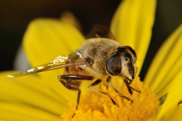 Sirfido - (Eristalis  tenax)