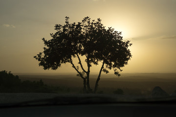 Fototapeta na wymiar Alone tree in the sunset, beautiful shadow