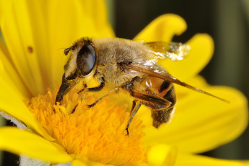 Sirfido - (Eristalis  tenax)