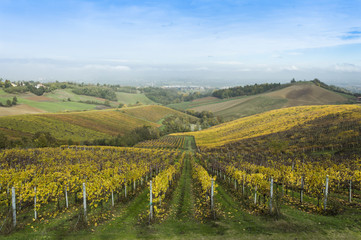 Fototapeta premium Countryside landscape with vineyards during fall season in rural Italy