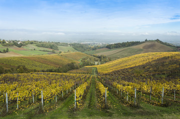 Fototapeta na wymiar Countryside landscape with vineyards during fall season in rural Italy