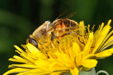 Sirfido - (Eristalis  tenax)