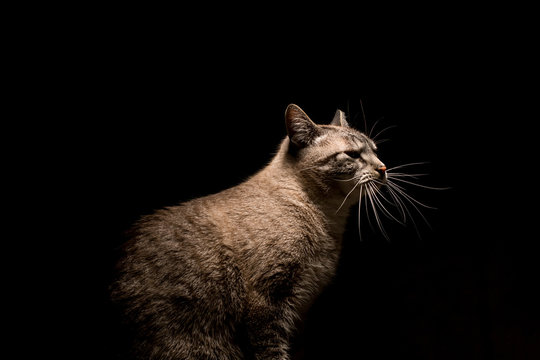 Cat in black background