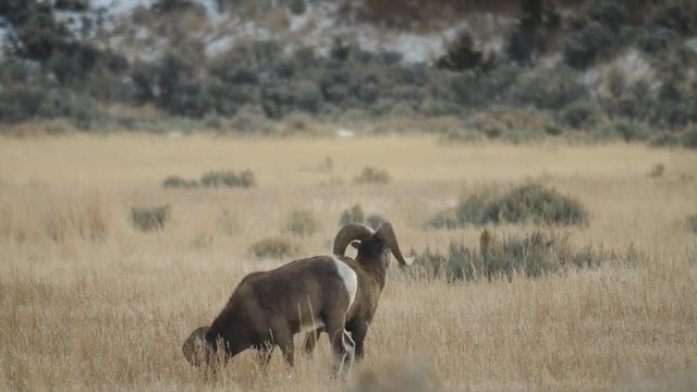 Bighorn Ram Grazes While Other Keeps Watch