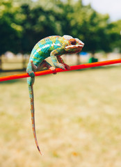 Bright and colorful panther chameleon sitting on a branch