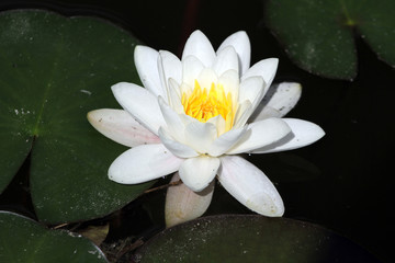 Waterlily bloom in clear water lalke