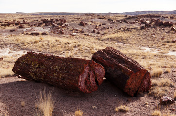 Fototapeta premium Petrified-Forest-National-Park, Arizona, USA