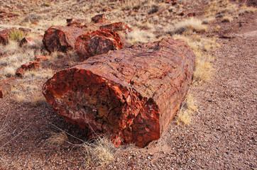 Petrified-Forest-National-Park, Arizona, USA