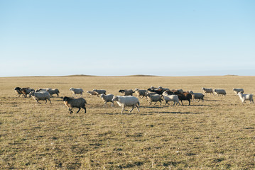 Photo picture flock of sheep in west russia
