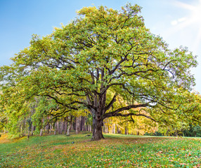 Naklejka premium Old lonely oak tree in the park against the blue sky with sun in Serbia.