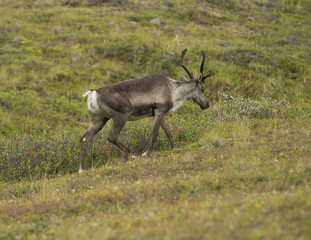 Caribou, Denali National Park