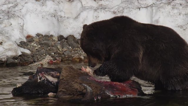 Grizzly bear on dead bison in river uses claws to tear at carcass