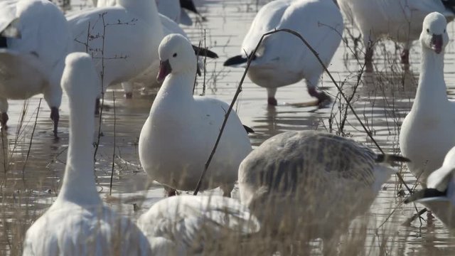 Close Geese Dip Their Heads in Water and Shake Them