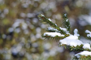 tree branch on a forest background