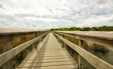 Fototapeta na wymiar Everglades, Florida, USA