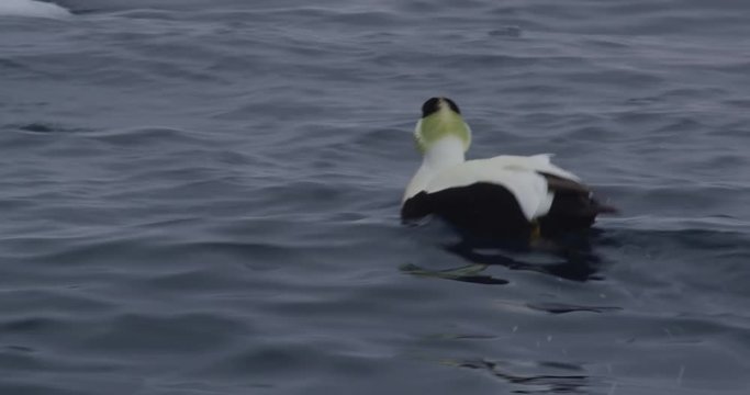 Close on eider swimming in arctic chop