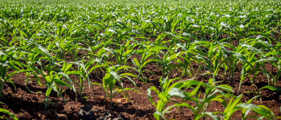 plantação cana de açucar
