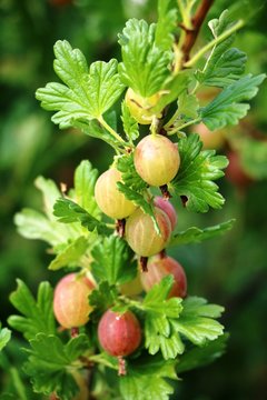 Ripe gooseberries on shrub in summer in Sweden, Scandinavia