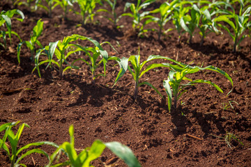 plantação cana de açucar