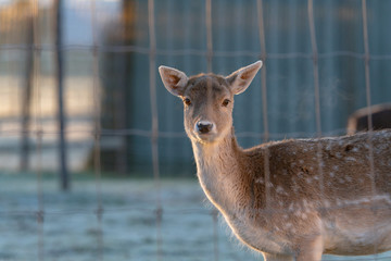 Young fallow deer behind fence in early morning light.