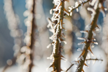 frozen briar branches with sharp spikes