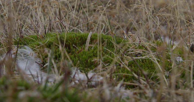 Feathers stuck on moss on tundra breeze - close and low