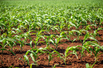 plantação cana de açucar