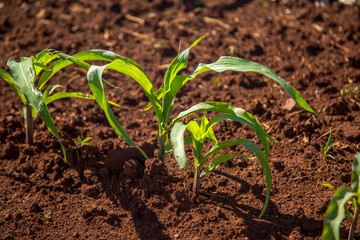 plantação cana de açucar