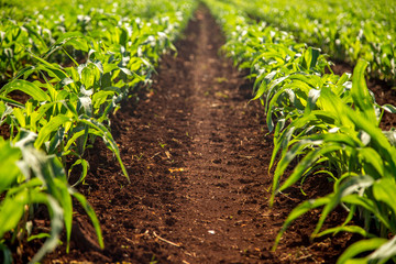 plantação cana de açucar