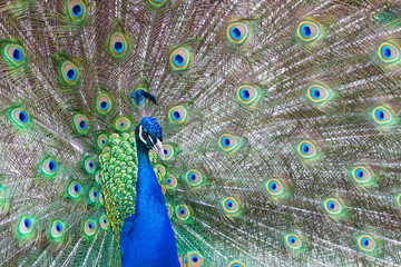 Fototapeta na wymiar Peacock with colorful feathers fanned out to side