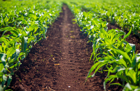 plantação cana de açucar