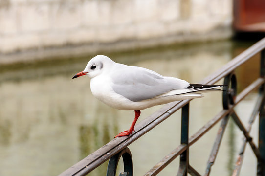 Mouette, Annecy