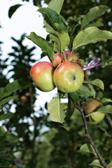 Juicy apples on a branch columnar apple trees
