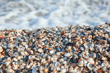 sea shore full of shells