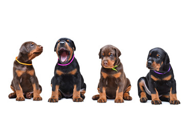 four Doberman puppy sitting in a row, isolate on white