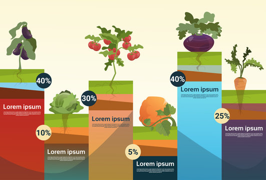 Farm Organic Eco Vegetables Grocery Infographic Flat Vector Illustration