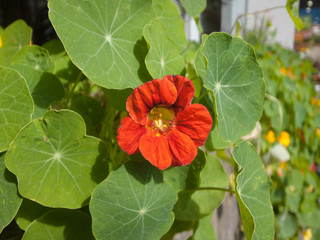 しおれてきた花