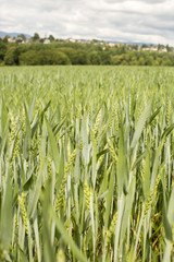 nature landscape: farming fields in Switzerlang during springtime with young crops