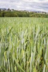 nature landscape: farming fields in Switzerlang during springtime with young crops