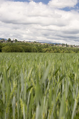 nature landscape: farming fields in Switzerlang during springtime with young crops