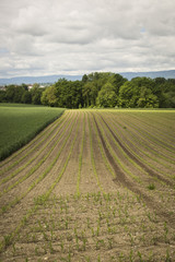 Fototapeta na wymiar nature landscape: farming fields in Switzerlang during springtime with young crops